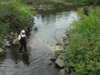 Site 5 -- setting up seine net