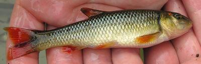 Hornyhead Chub -- Nocomis biguttatus