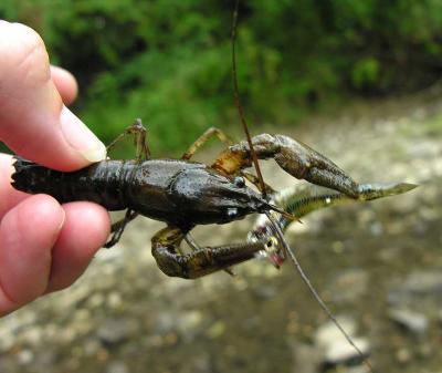 Orconectes rusticus crayfish with minnow