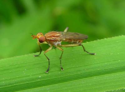 Marsh fly -- no species ID.