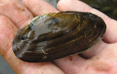Anodontoides ferussacianus -- Cylindrical floater - mussel