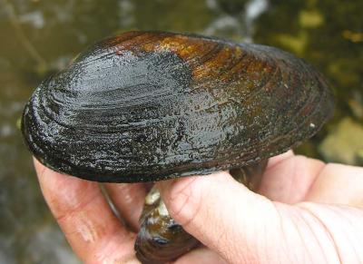 Pyganodon grandis  -- Giant Floater - mussel
