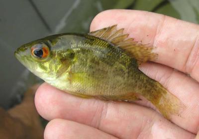 Rock bass -- Ambloplites rupestris