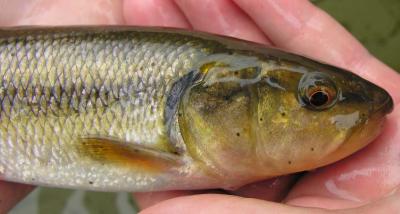 Creek Chub -- Semotilus atromaculatus  - head