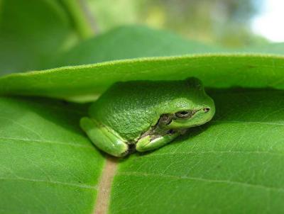 treefrog on milkweed leaf -- Hyla versicolor