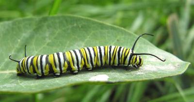 Monarch caterpillar - 1