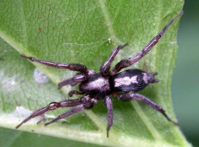 Herpyllus ecclesiasticus -- Parson Spider - 1