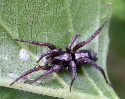 Herpyllus ecclesiasticus -- Parson Spider - 2