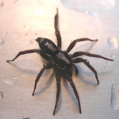 Herpyllus ecclesiasticus -- Parson Spider - 3