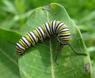 Monarch caterpillar - 2