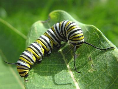 Monarch caterpillar - 3