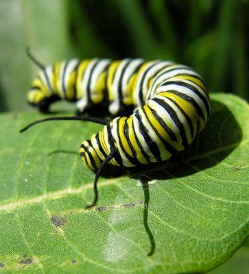 Monarch caterpillar - 4