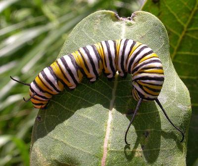 Monarch caterpillar - 5