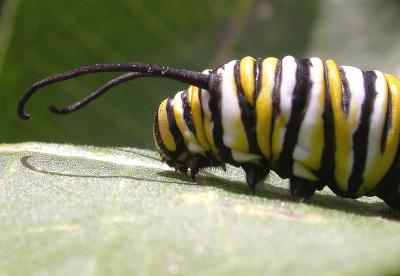 Monarch caterpillar - head 4