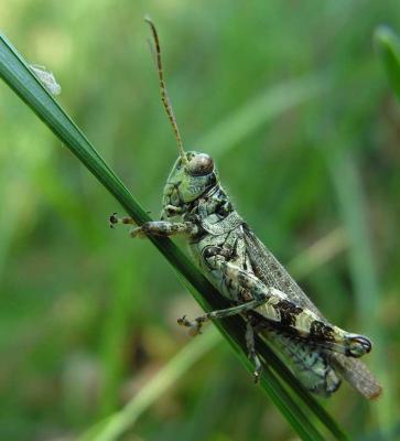 Pinetree Spurthroated Grasshopper (?) - Melanoplus punctulatus (?) - side
