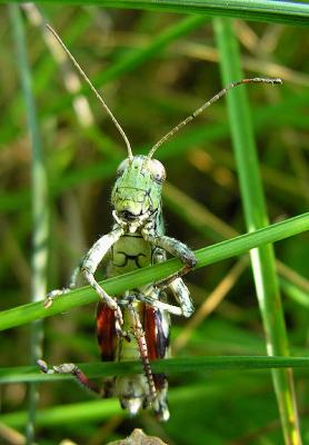 Pinetree Spurthroated Grasshopper (?) - Melanoplus punctulatus (?) - front
