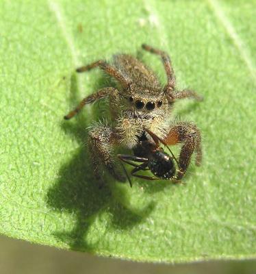 jumping spider with ant