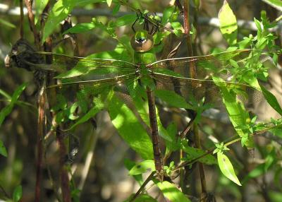 Common Green Darner -- Anax junius -- female