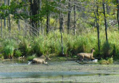 Deer after swimming across pond
