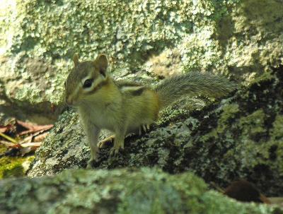 young chipmunk