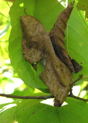 cocoon with attached leaves