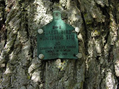 tag on oak tree on ridge
