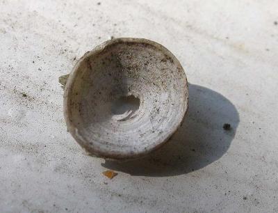 fish vertebra