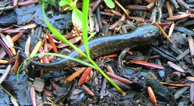 Blue-spotted salamander - Ambystoma laterale