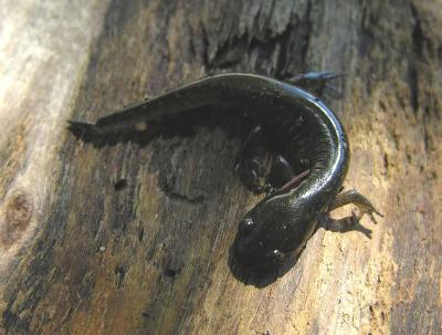 Blue-spotted salamander - Ambystoma laterale
