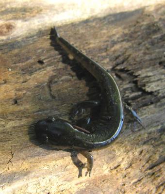 Blue-spotted salamander - Ambystoma laterale