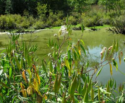 Swamp Milkweed pods -- Asclepias incarnata