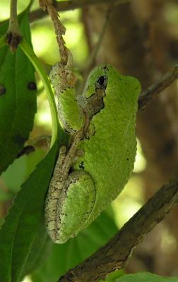 Gray treefrog -- Hyla versicolor