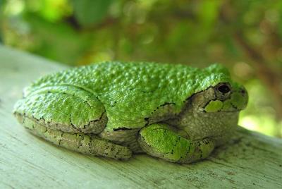 Gray treefrog -- Hyla versicolor