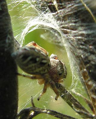 Jumping spider inside nest on vetch plants