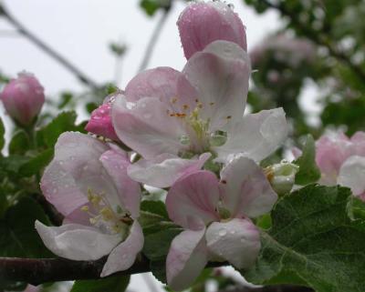 apple 13