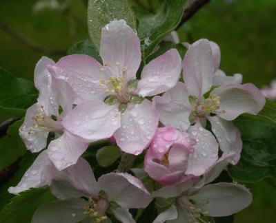 apple 15