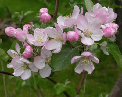 apple 17