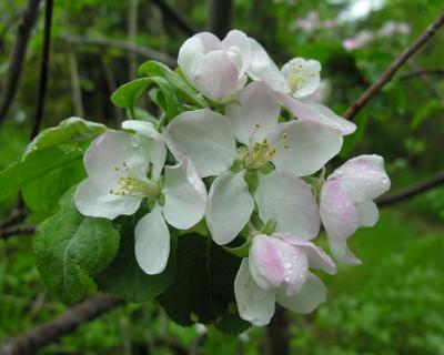 apple 22
