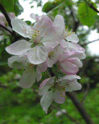 apple 24