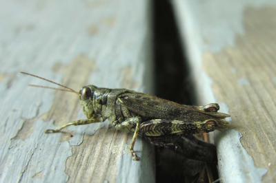 Pinetree Spurthroated Grasshopper - Melanoplus punctulatus  -- laying eggs