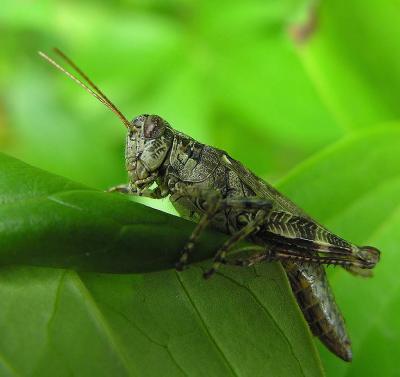 Pinetree Spurthroated Grasshopper - Melanoplus punctulatus 