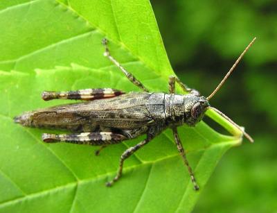 Pinetree Spurthroated Grasshopper - Melanoplus punctulatus 