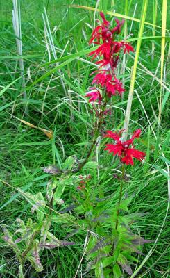 Cardinal flower - <i>Lobelia cardinalis</i>