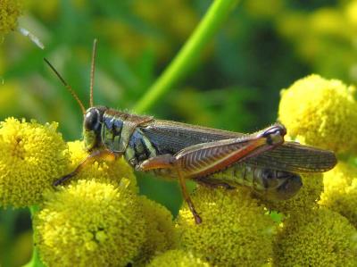 grasshopper-tansy-1.jpg