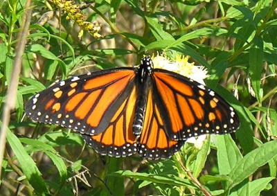 Monarch -- Danaus plexippus) - top