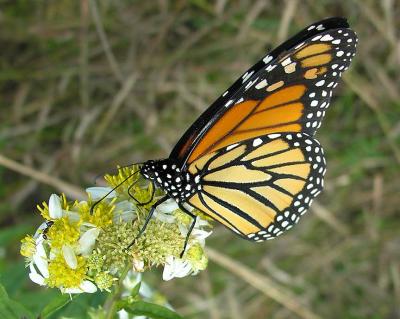 Monarch -- Danaus plexippus) - under