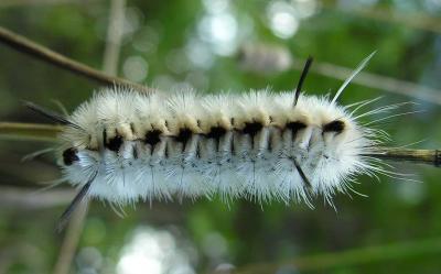 <i>Lophocampa caryae</i> --  Hickory Tussock Moth caterpilar
