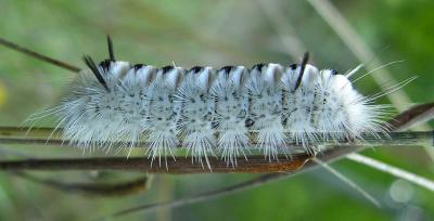 Lophocampa caryae --  Hickory Tussock Moth caterpilar