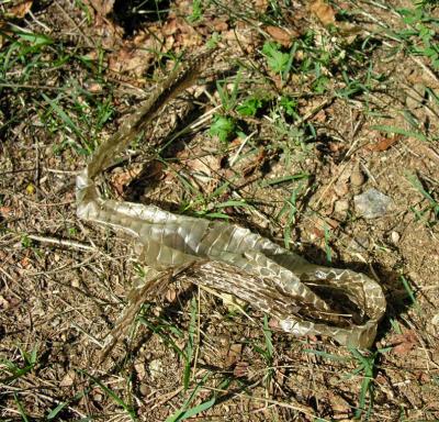 snakeskin found on trail near footbridge