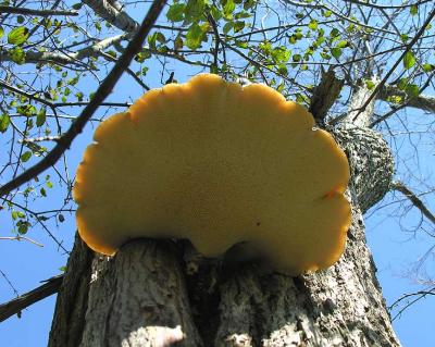 scalloped bracket fungi - not ID'd yet